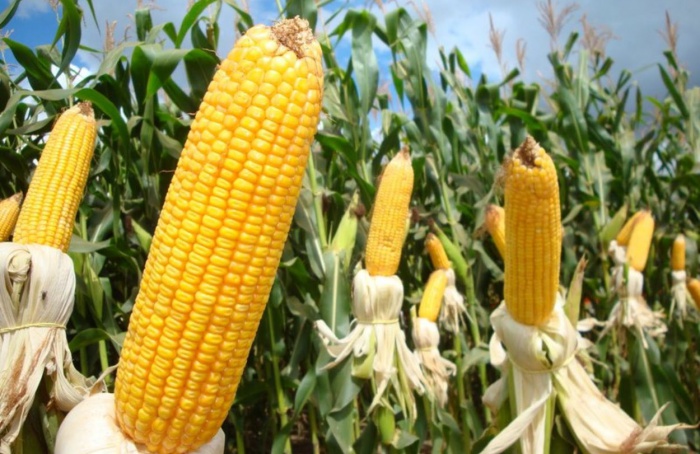 Estimativa do VBP da agropecuária mineira é de recorde em 2025
