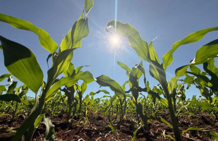 Juros altos freiam concessões de crédito rural em MS