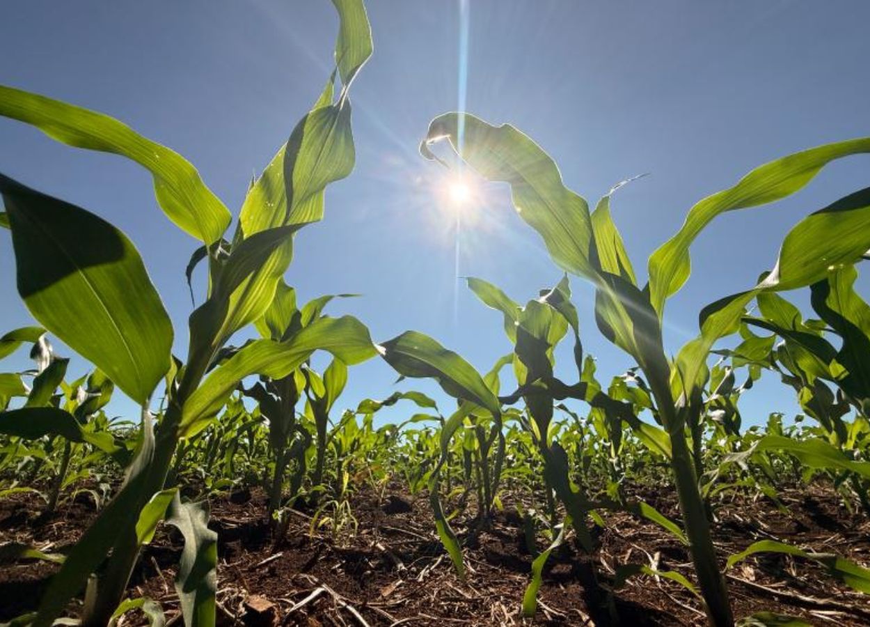 Juros altos freiam concessões de crédito rural em MS