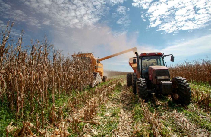 Produção de milho do Brasil em 2024/25 é revisada para cima