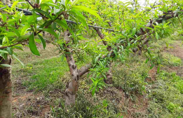Manejo adequado impulsiona fruticultura mineira na safra de verão