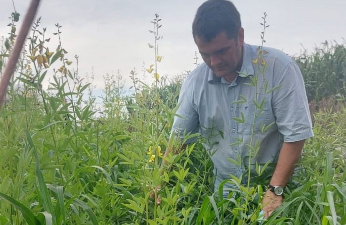 Plantas de cobertura são aposta segura na safrinha