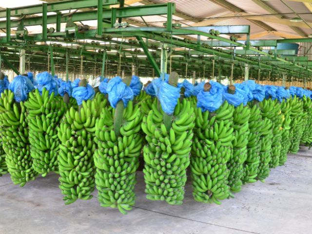Produção de banana se recupera em Santa Catarina