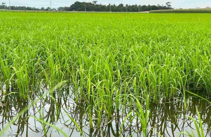 El Niño acende alerta para a produção de arroz em Santa Catarina