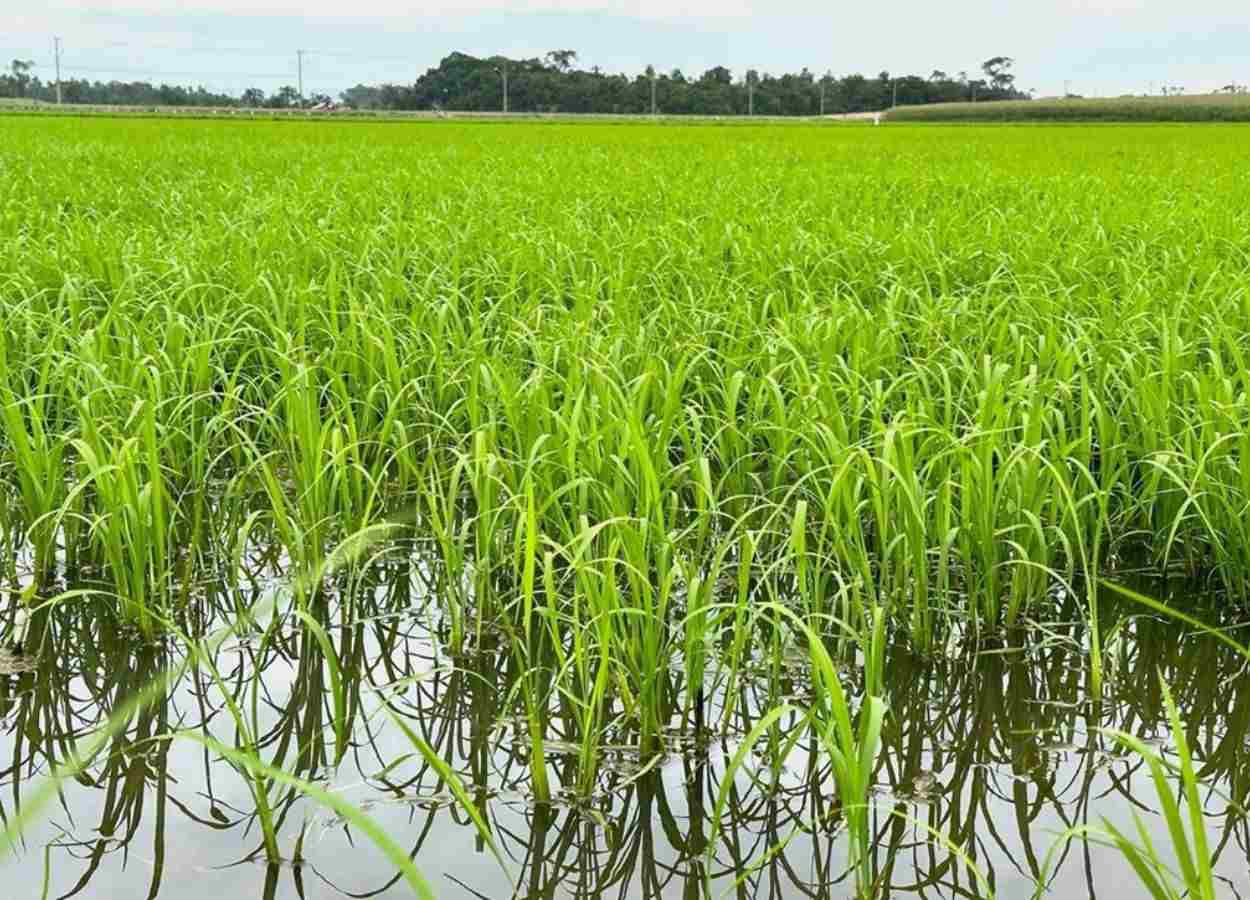 El Niño acende alerta para a produção de arroz em Santa Catarina