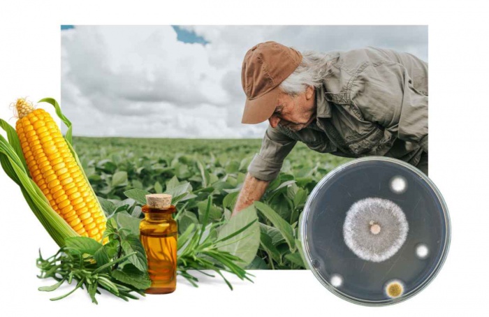 Nanotecnologia e óleos essenciais