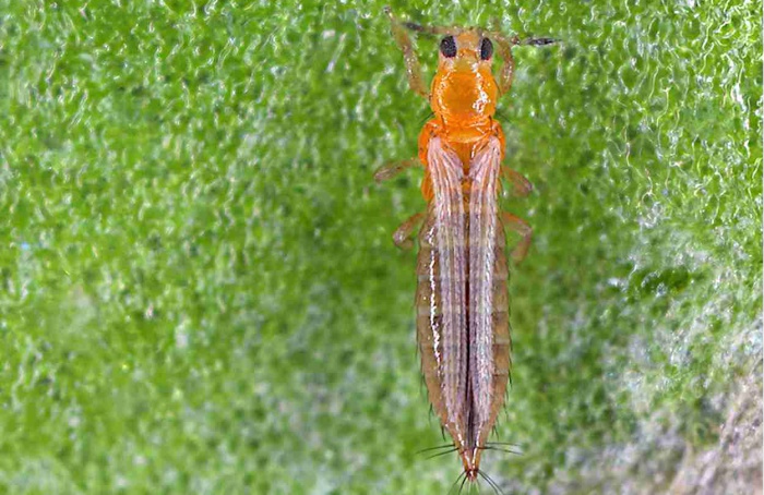 Inteligência artificial antecipa surtos de tripes