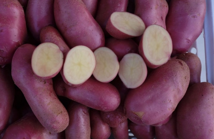 IAC expõe soluções em horticultura na Hortitec 2025