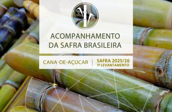 Conab prevê queda de 2% na safra 2025/26 de cana-de-açúcar