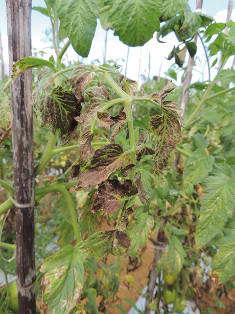 Tomateiro infectado por PVY com extensas áreas necrosadas na folha