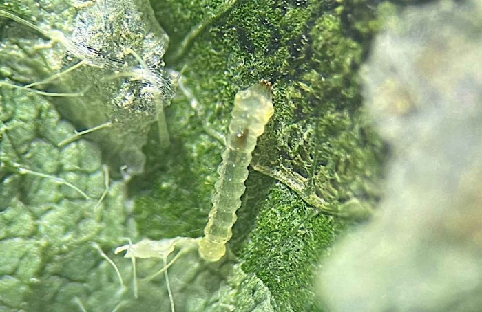 Nova praga da soja é identificada no Missouri