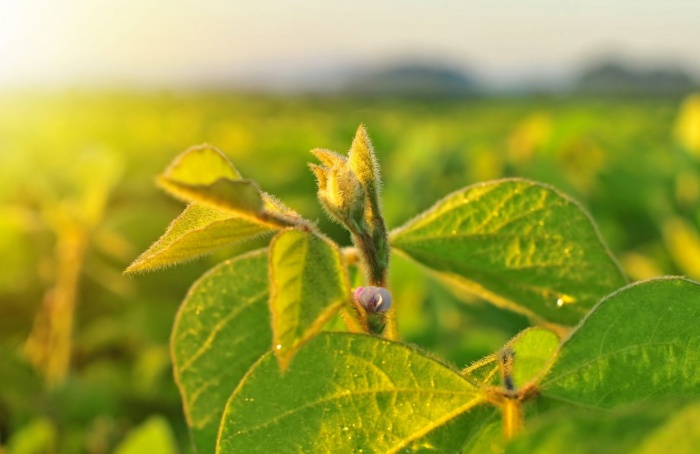 Cocari reforça manejo integrado para proteger lavouras de soja