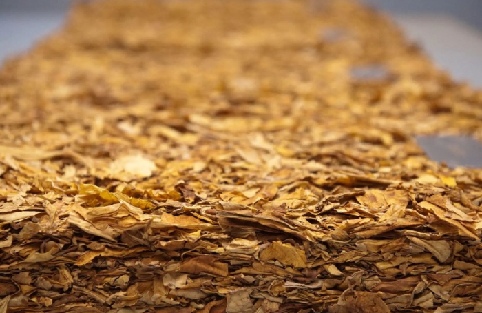 Tabaco lidera crescimento do agro brasileiro no PIB