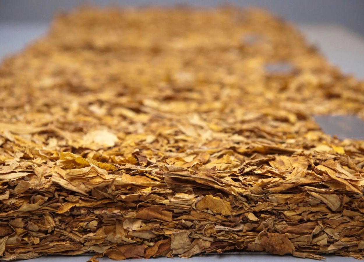 Le tabac est le moteur de la croissance du PIB de l'agriculture brésilienne