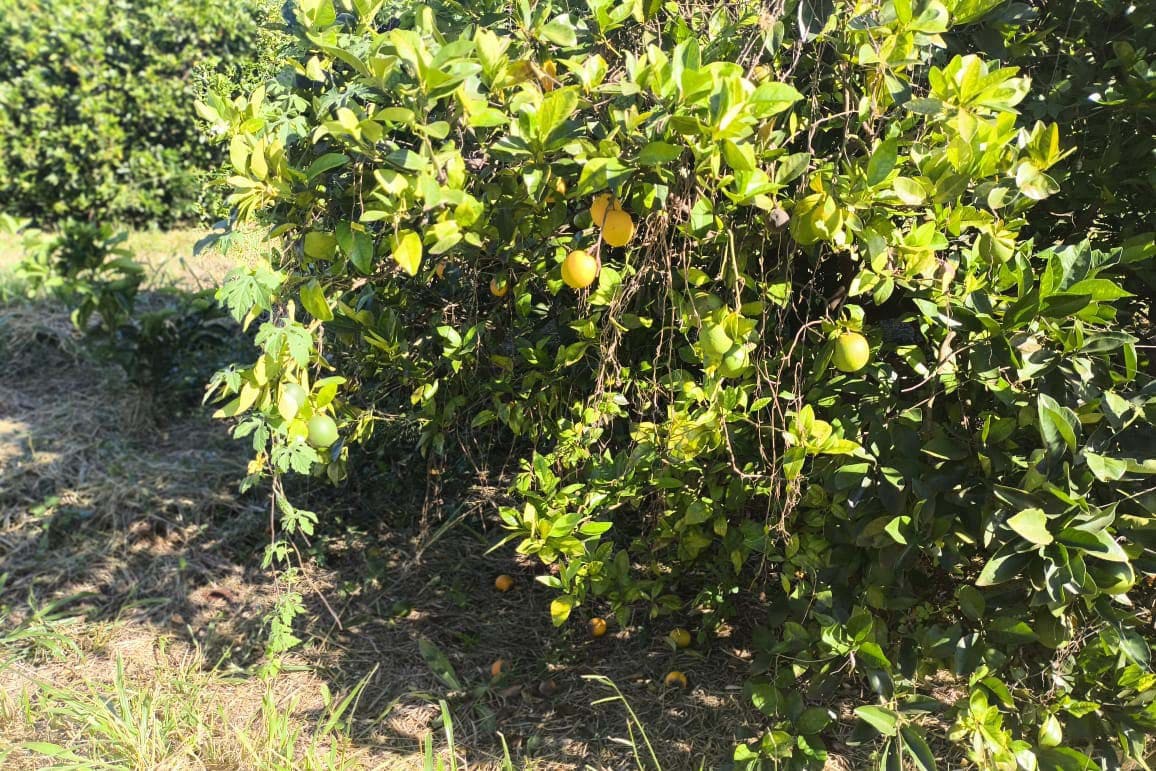 Paraná confirma casos de greening e reforça medidas de controle