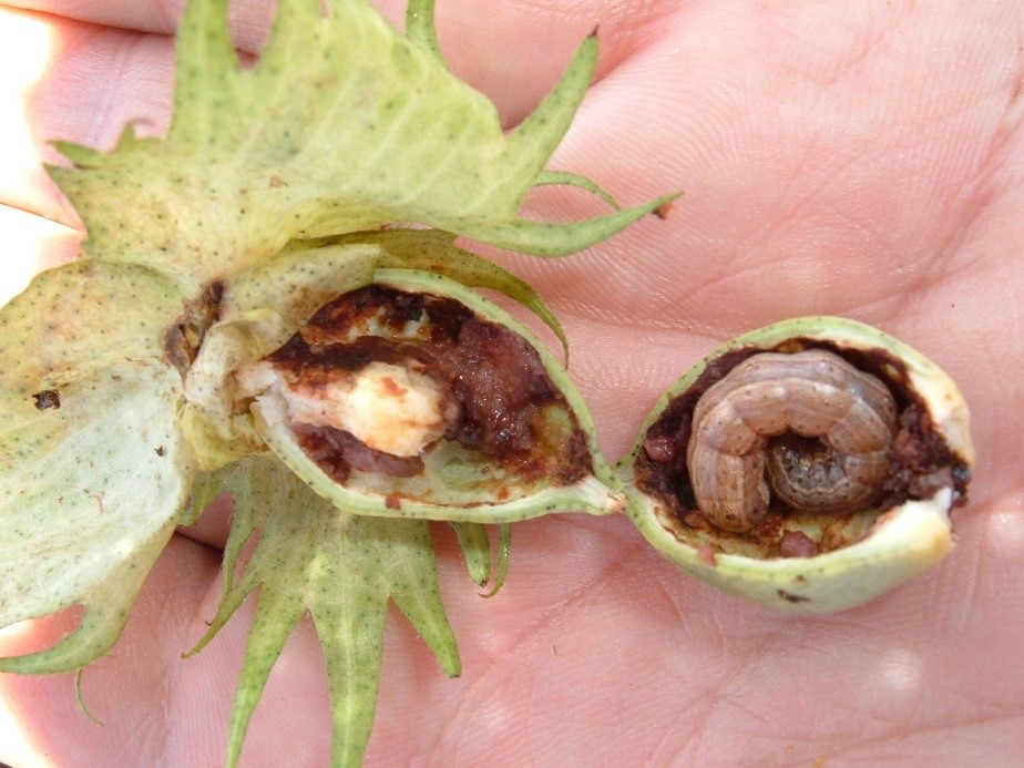 Figura 7. Spodoptera frugiperda em maçã de algodão. (Foto: F.J. Celoto/Lab. MIP – Unesp/Ilha Solteira)  