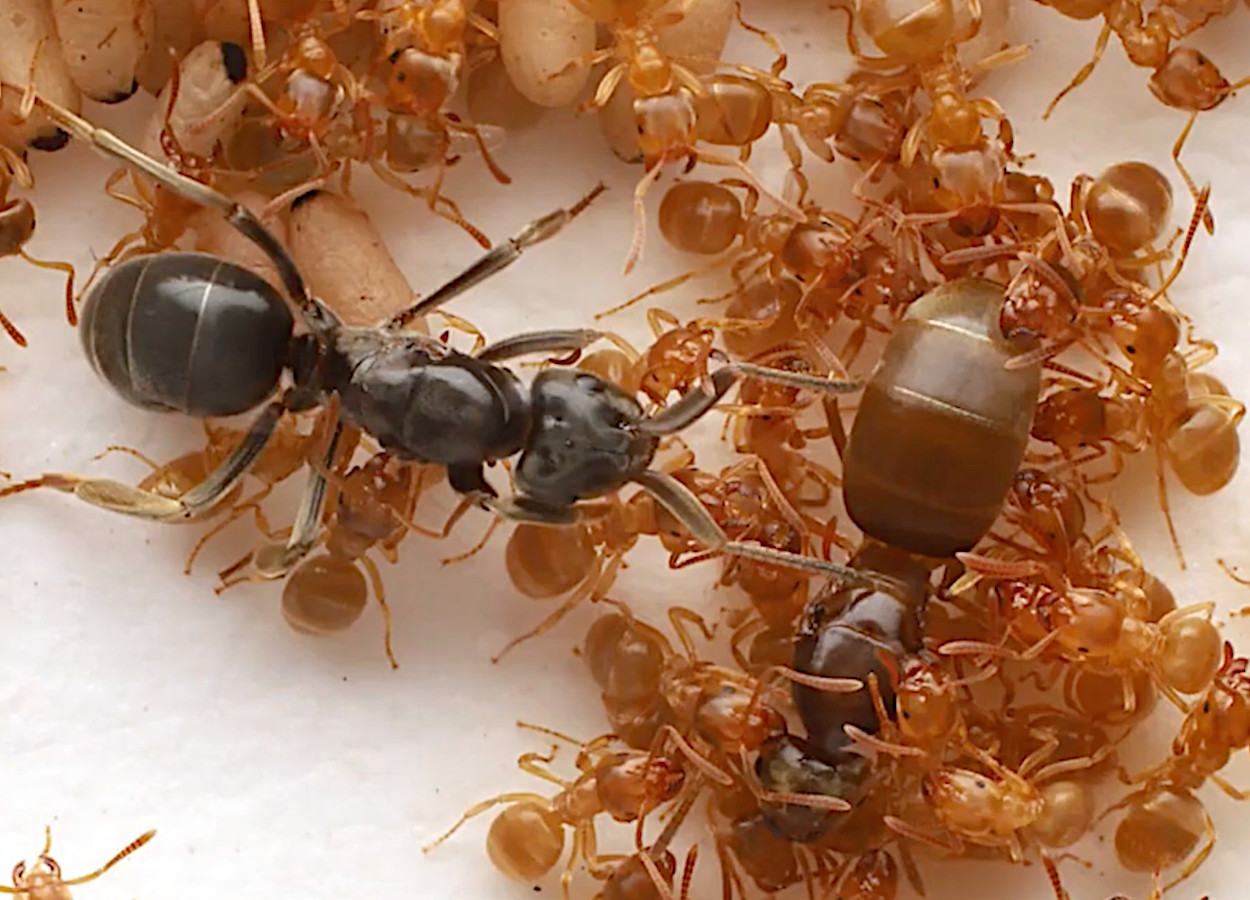 Imagens:&nbsp;doi.org/10.1016/j.cub.2025.09.037