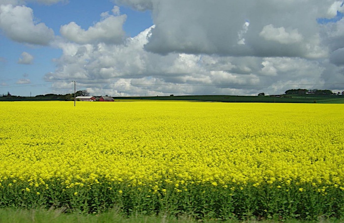 Canola lidera avanço da Safra de Inverno no Rio Grande do Sul
