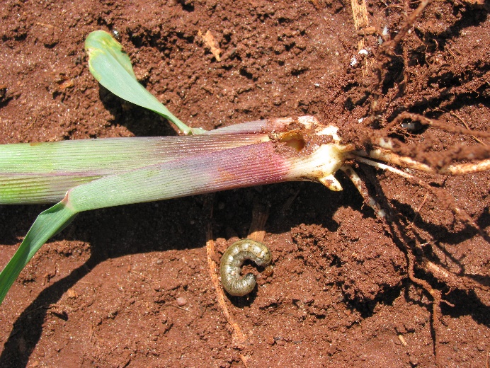 Figura 2 - Ataque de Spodoptera frugiperda no colo da planta de milho 
