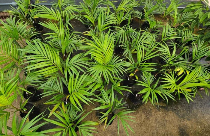 Pesquisa utiliza bioinoculantes em açaí, cacau e dendê
