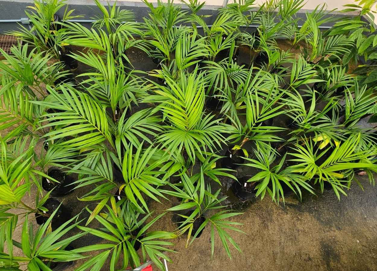 Pesquisa utiliza bioinoculantes em açaí, cacau e dendê