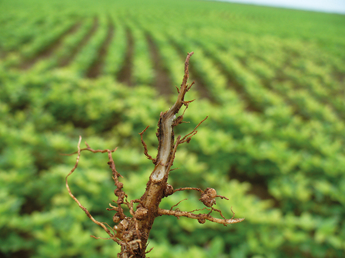 Ataque de nematoides às raízes de soja é um dos grandes desafios enfrentados pelos produtores.