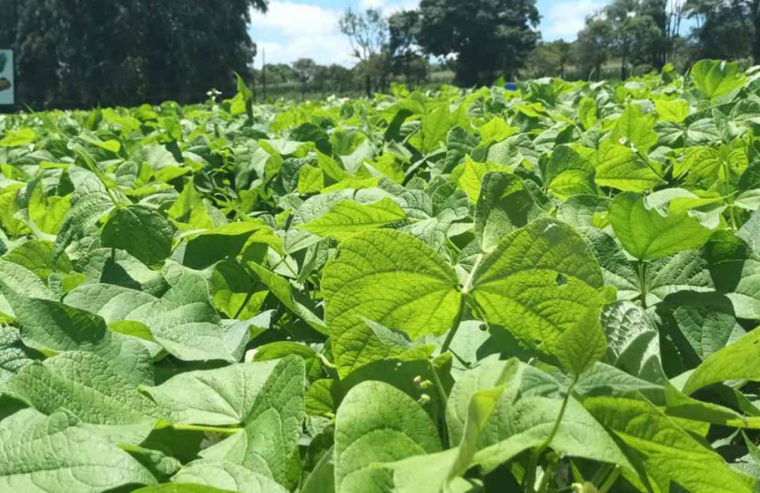 IDR-Paraná apresenta cultivares de feijão e soja no Show Rural 2024