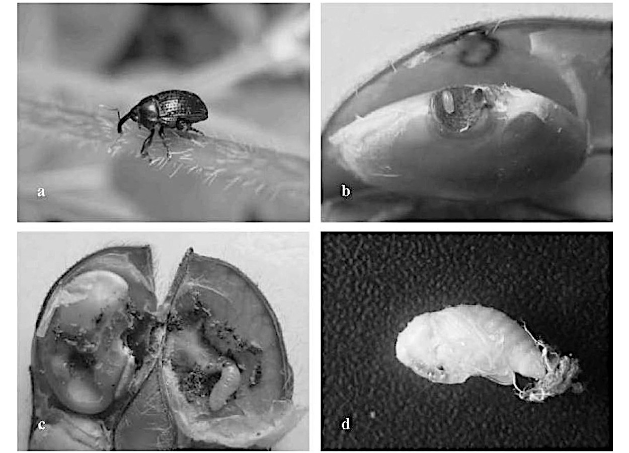 Estágios de vida de<i> Rhyssomatus nigerrimus</i> na soja; (a) adulto; (b) ovo; (c) larva; e (d) pupa - Fonte: doi.org/10.1653/024.095.0247