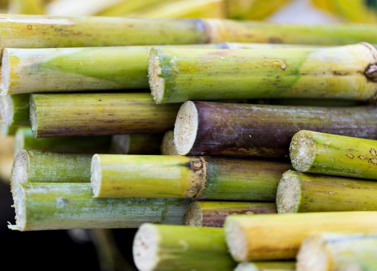 Produtividade da cana cresce 13% no Centro-Sul em abril