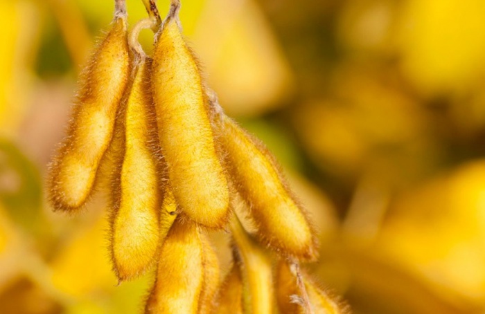 Diversificação é desafio para produção de biodiesel