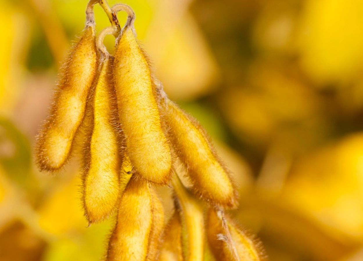 Diversificação é desafio para produção de biodiesel