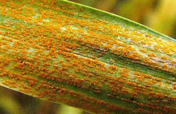 Doenças causam prejuízo de US$ 2,9 bi ao trigo na América do Norte