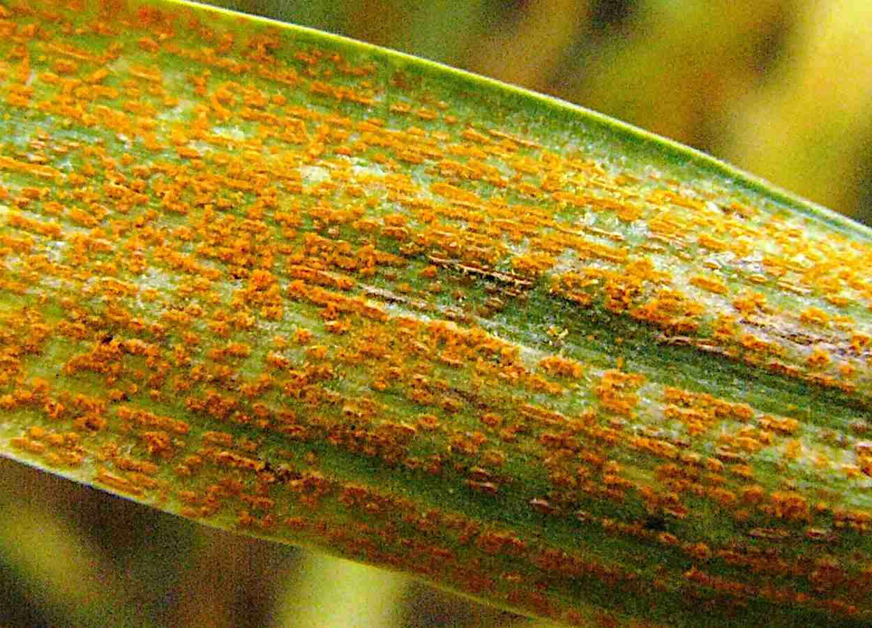 Doenças causam prejuízo de US$ 2,9 bi ao trigo na América do Norte