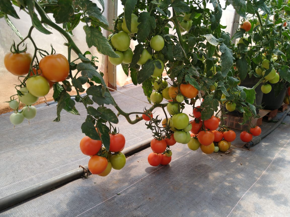 Embrapa atualiza manejo correto de insetos e ácaros praga no cultivo do tomateiro