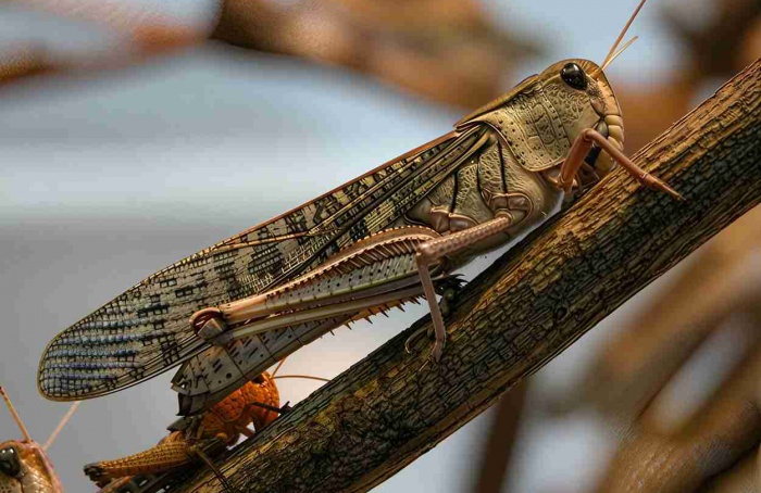 Pesquisadores isolam enzimas letais para Locusta migratoria