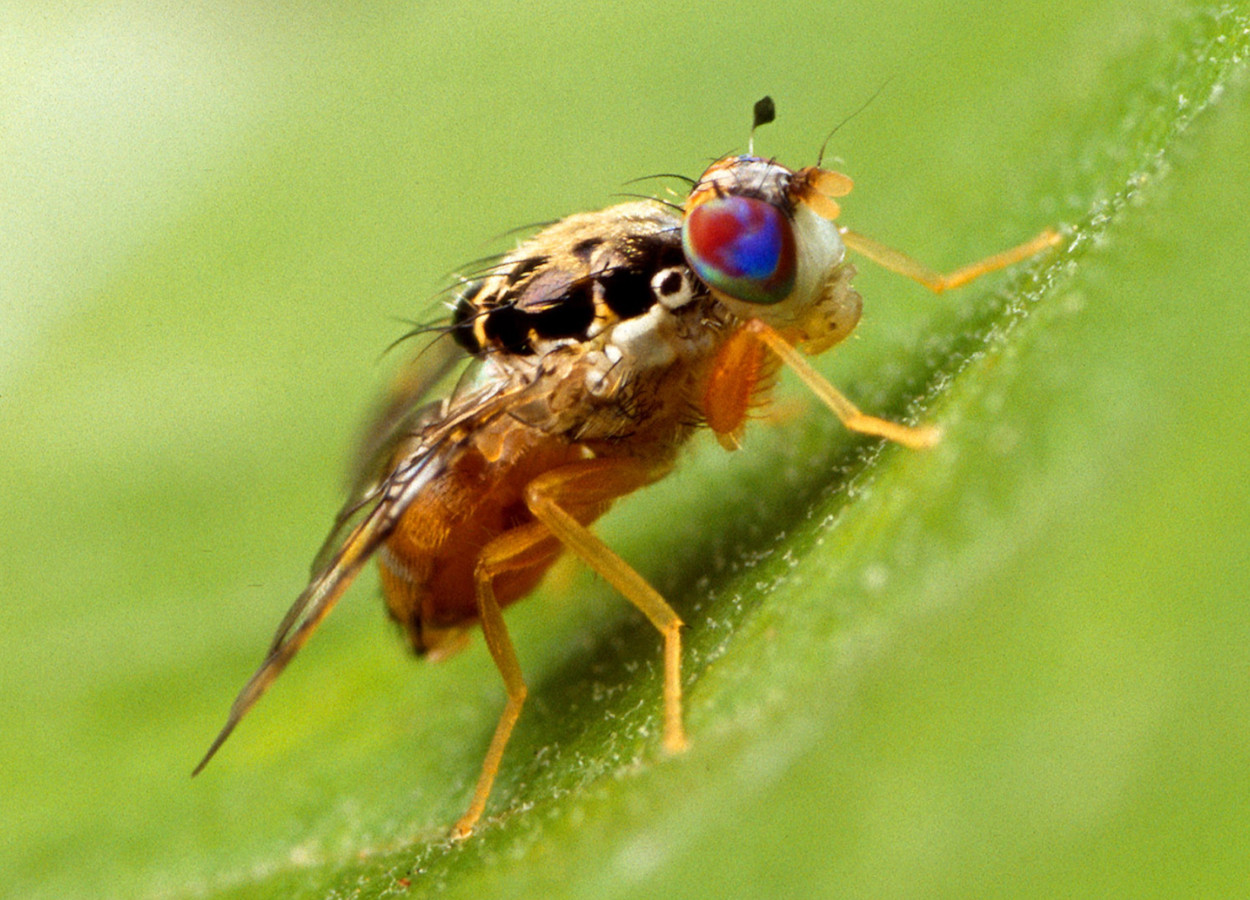 Foto:&nbsp;USDA Agricultural Research Service - Bugwood