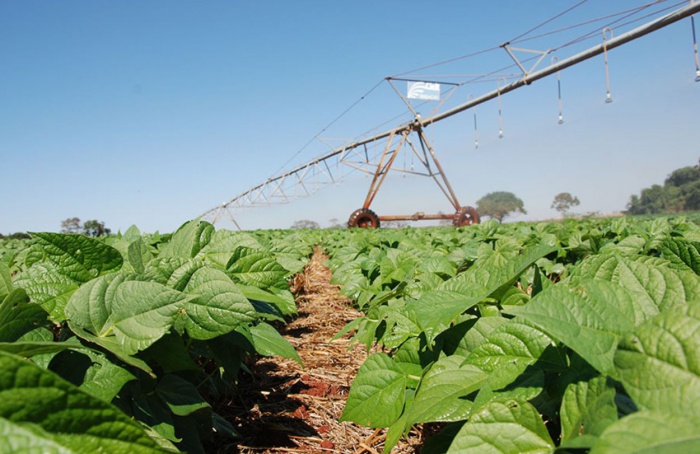 Inoculante impulsiona a produtividade do feijão no Cerrado