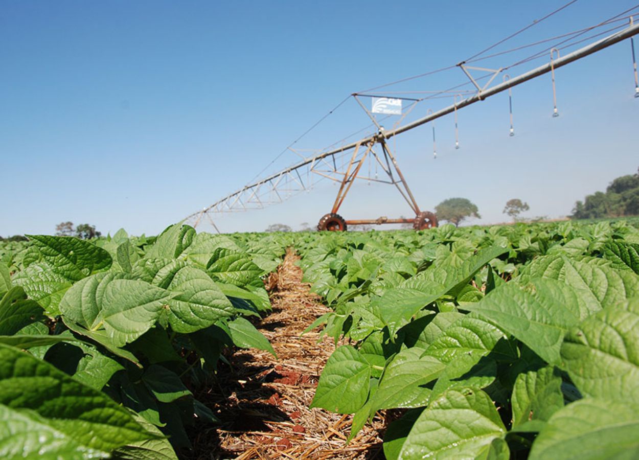 Inoculante impulsiona a produtividade do feijão no Cerrado