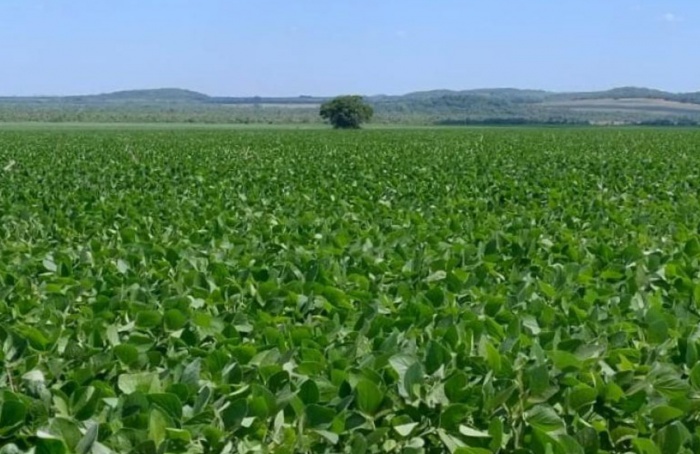 Prazo para cadastro de áreas de soja encerra em um mês em MS