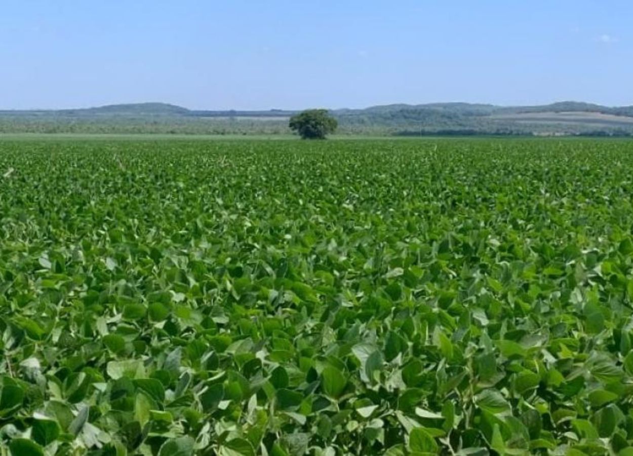 En MS vence plazo de un mes para registro de áreas de soja.