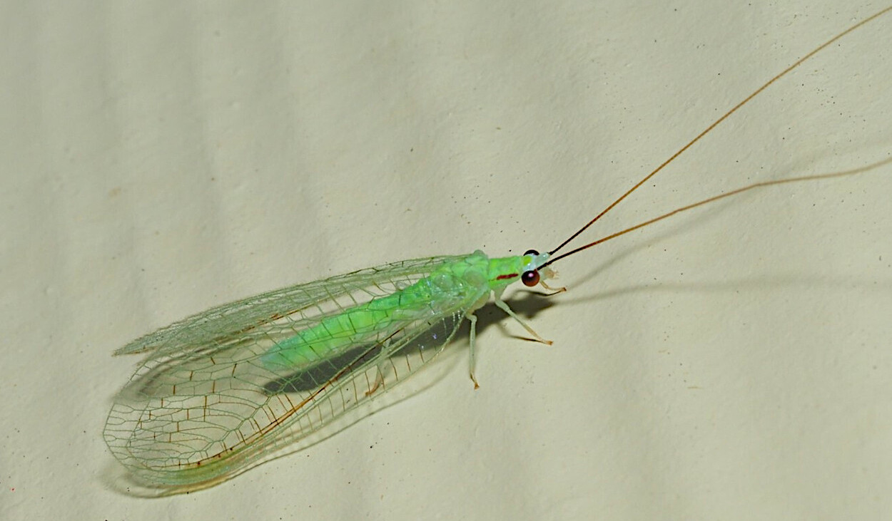 <i>Ceraeochrysa cincta</i>&nbsp;- Foto Vitaly Charny