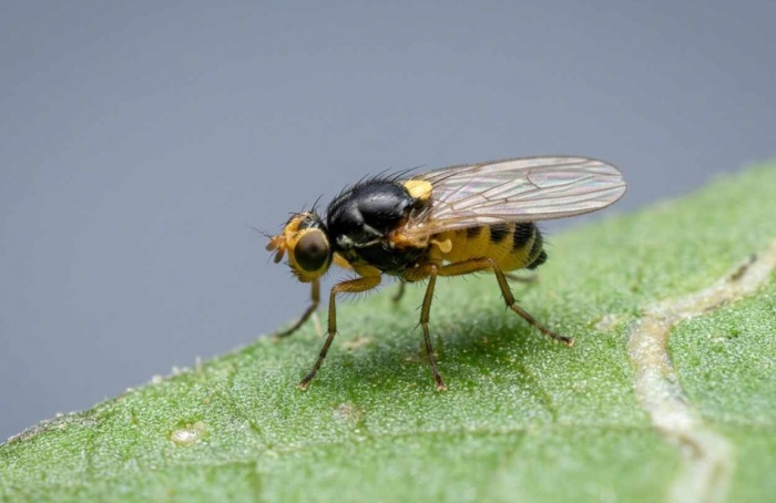 Herbivoria deixa legado no solo e amplia atração de parasitoides