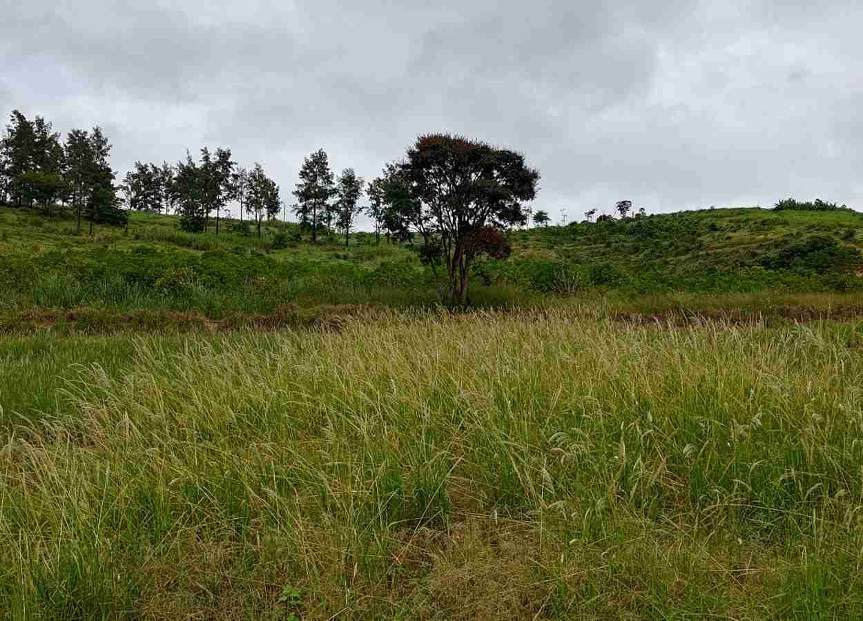 Trinta anos de resistência ao glifosato