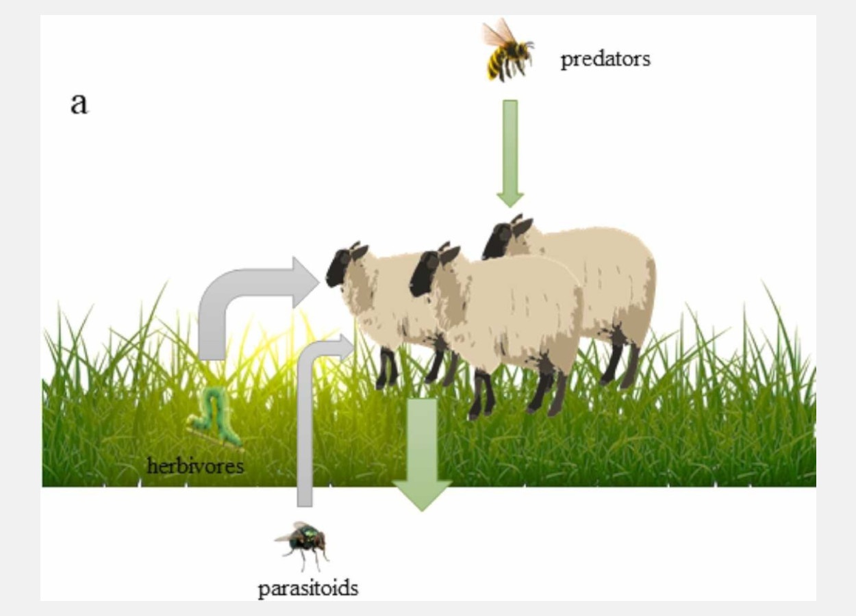 Meta-análise revela que sobrepastejo reduz diversidade e afeta composição de comunidades