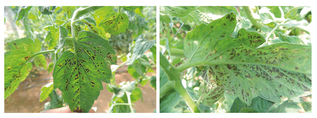 Tomateiro infectado por PVY com lesões necróticas pequenas na face de cima da folha (esquerda) e na face de baixo da folha (direita)