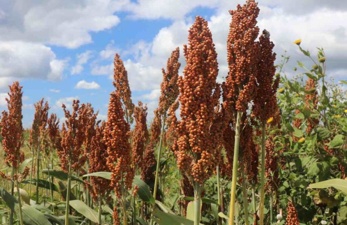 Getap lança premiação nacional para o sorgo