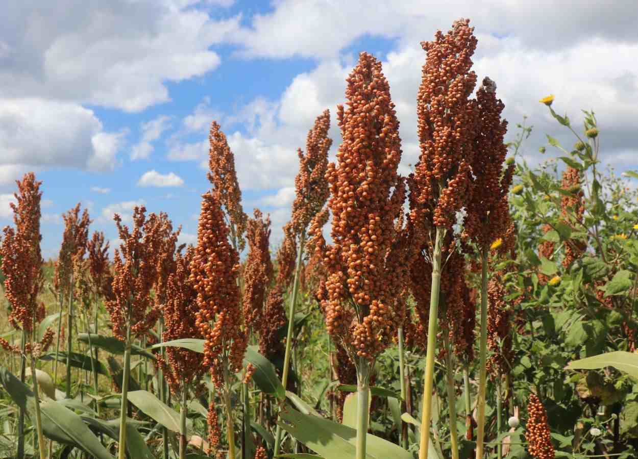 Getap lança premiação nacional para o sorgo
