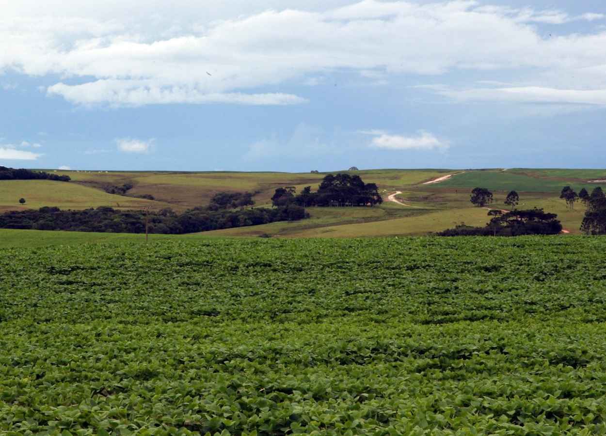 PR Safra 2025/26: soja e milho têm previsão de crescimento