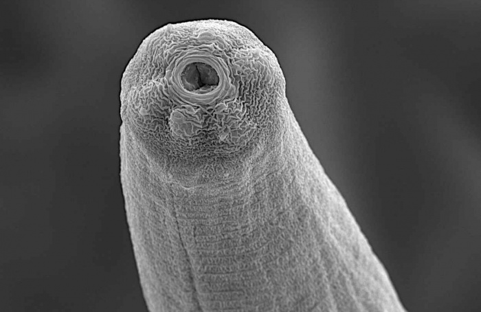 Criopreservação eleva viabilidade de Steinernema carpocapsae