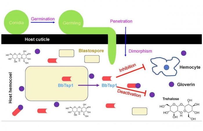 Fungo Beauveria bassiana secreta proteína que neutraliza defesa de insetos